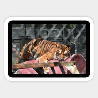 Tiger Sticker